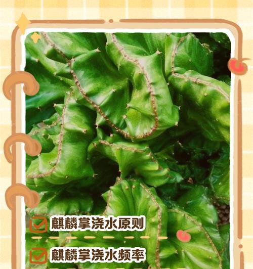 麒麟花的养护与繁殖方法是什么？有哪些注意事项？