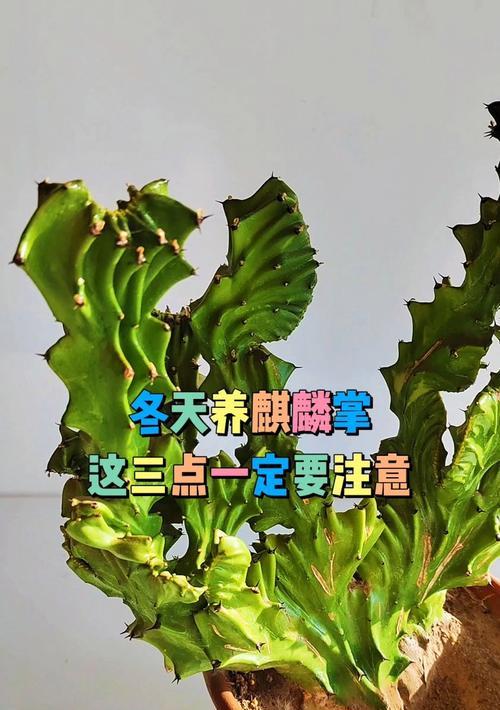 麒麟花的养护与繁殖方法是什么？有哪些注意事项？