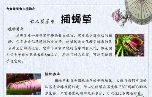 捕蝇草种植步骤和注意事项？