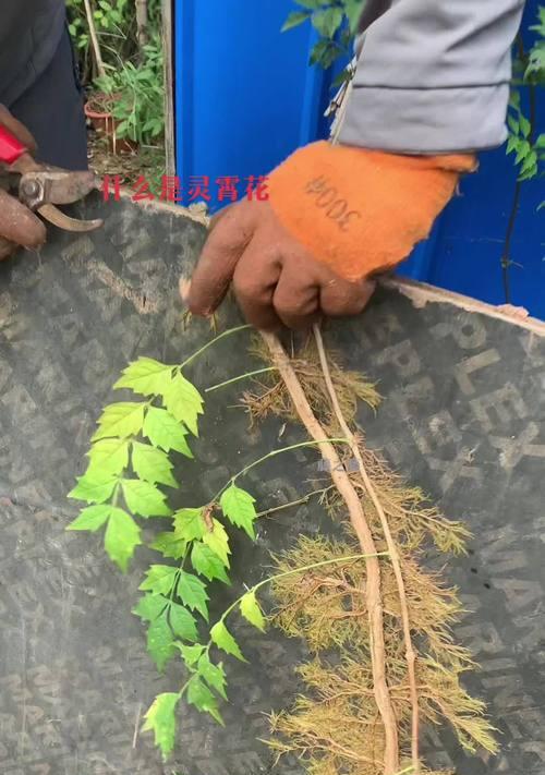 凌霄花种植的正确方法是什么？
