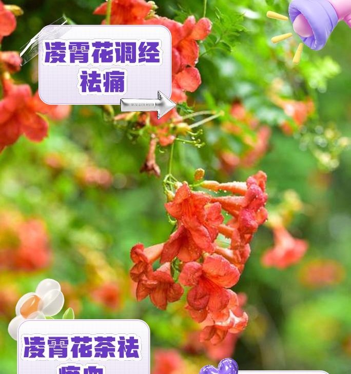 凌霄花种植的正确方法是什么？