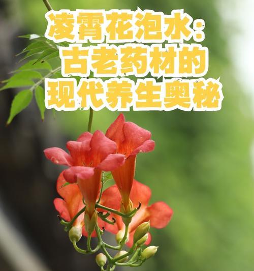 凌霄花种植的正确方法是什么？