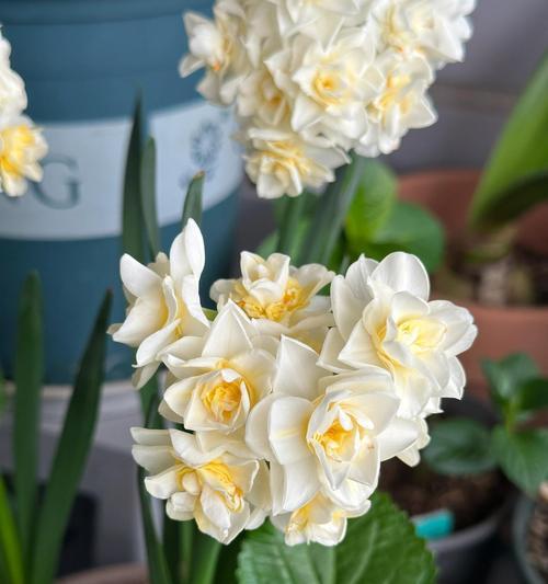 哪些花草适合水养？