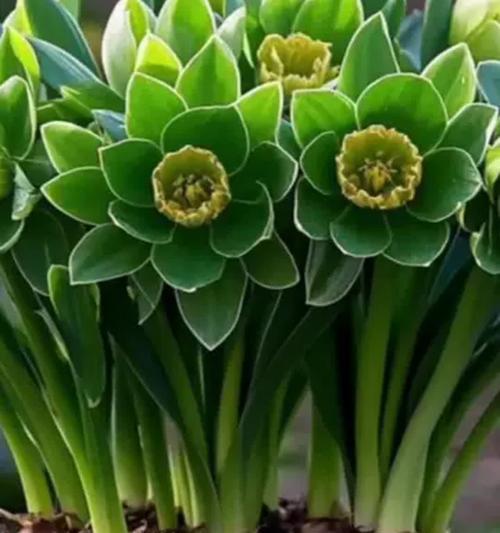 哪些花草适合水养？