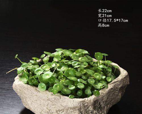 哪些花草适合水养？