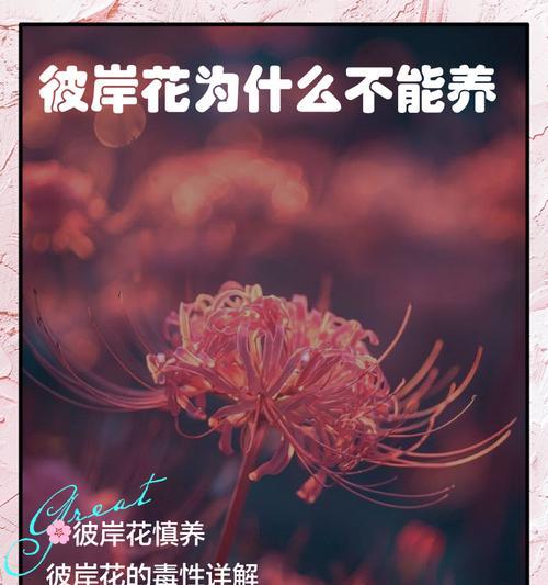 彼岸花的养殖方法是什么？