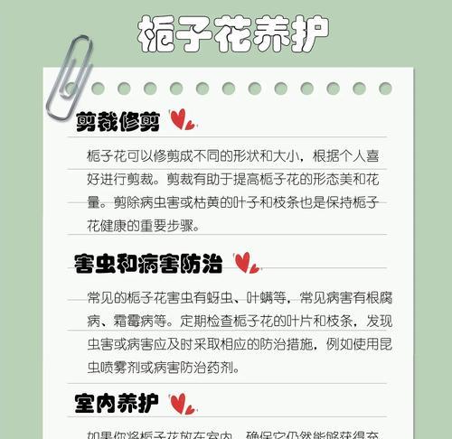 栀子花摘心的最佳时机和方法是什么？