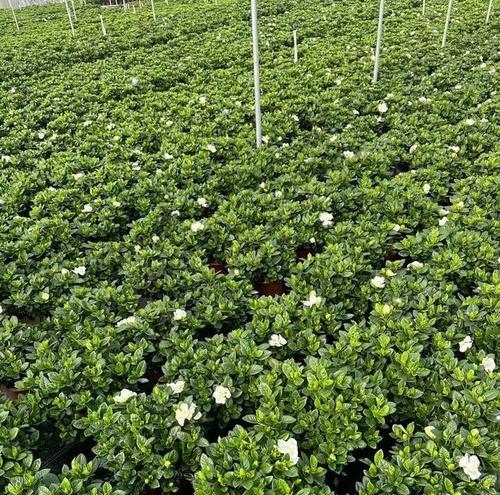 栀子花摘心的最佳时机和方法是什么？
