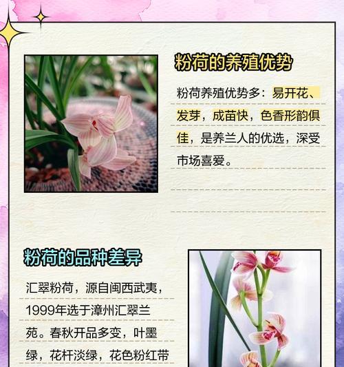 荷兰玫瑰有哪些品种？如何选择和养护荷兰玫瑰？