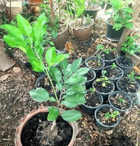 换盆栀子花怎么浇水？栀子花换盆后的浇水技巧是什么？