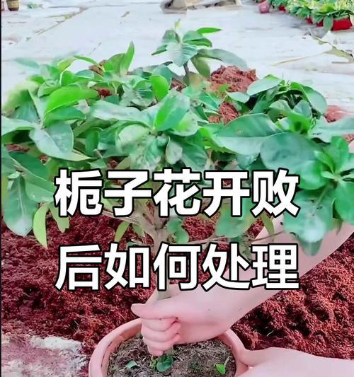 换盆栀子花怎么浇水？栀子花换盆后的浇水技巧是什么？