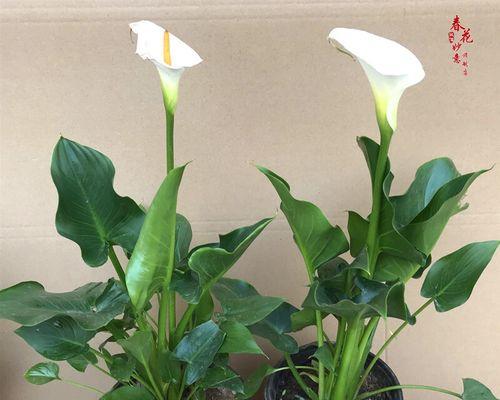 马蹄盆栽种植的步骤和技巧是什么？