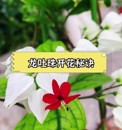 龙吐珠花的养殖方法是什么？