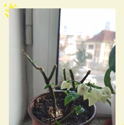 龙吐珠花的养殖方法是什么？