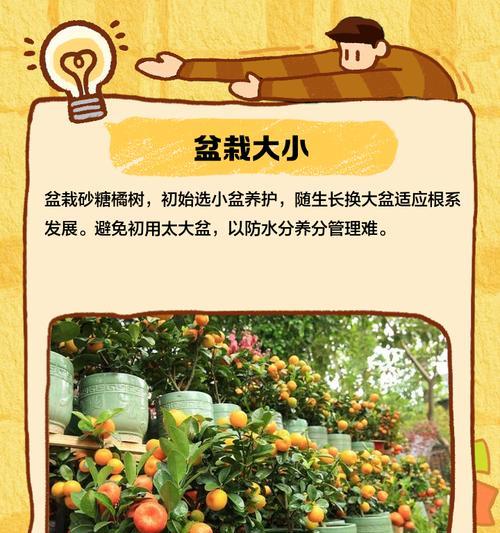 橘子树的正确养护方法是什么？
