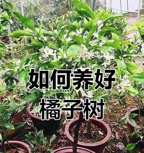 橘子树的正确养护方法是什么？