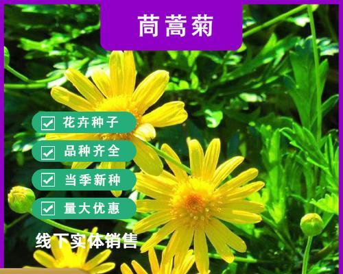 种子花卉有哪些种类？如何选择合适的种子花卉？