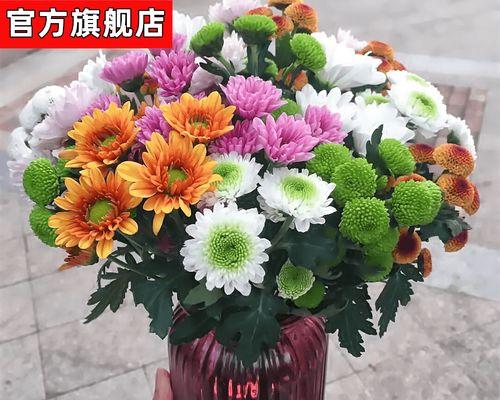 种子花卉有哪些种类？如何选择合适的种子花卉？