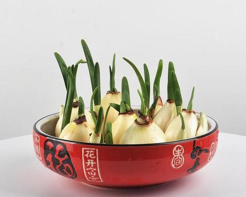 水仙花怎么水养？水养水仙的正确步骤是什么？