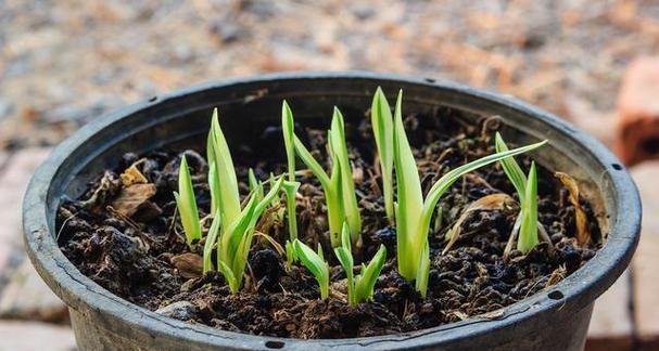 水仙花怎么水养？水养水仙的正确步骤是什么？