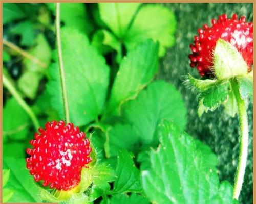蛇莓种植的正确步骤是什么？怎样才能种出好蛇莓？
