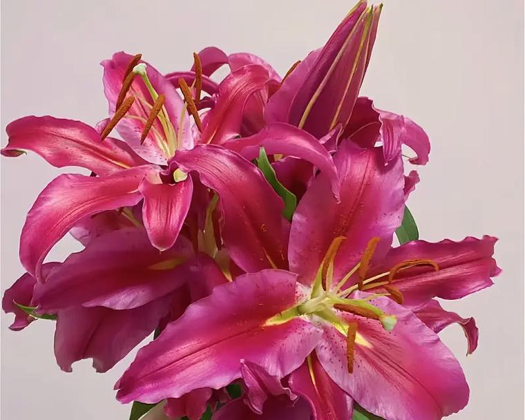 鲜花空运需要注意什么？如何保证鲜花的新鲜度？