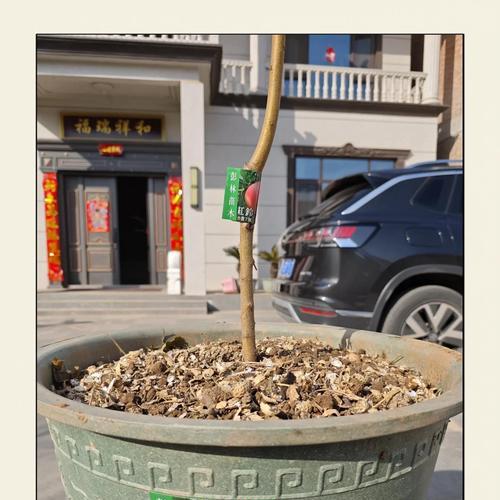 盆桃品种有哪些？盆桃的种植技巧是什么？