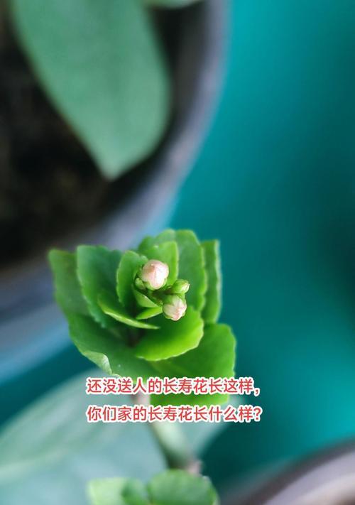 蟹爪兰叶子发黄怎么办？蟹爪兰叶子发黄的可能原因和解决方法是什么？