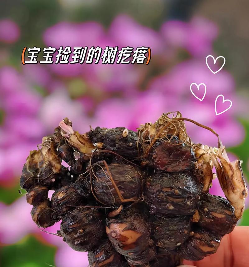 酢浆草种植的步骤是什么？怎样才能成功种植酢浆草？