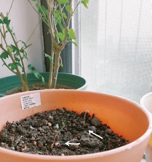 酢浆草种植的步骤是什么？怎样才能成功种植酢浆草？