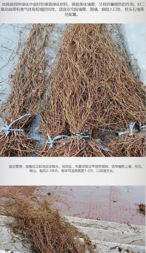 爬山虎的茎属于哪一类？它的生长习性是怎样的？