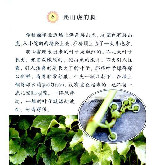 爬山虎的茎属于哪一类？它的生长习性是怎样的？