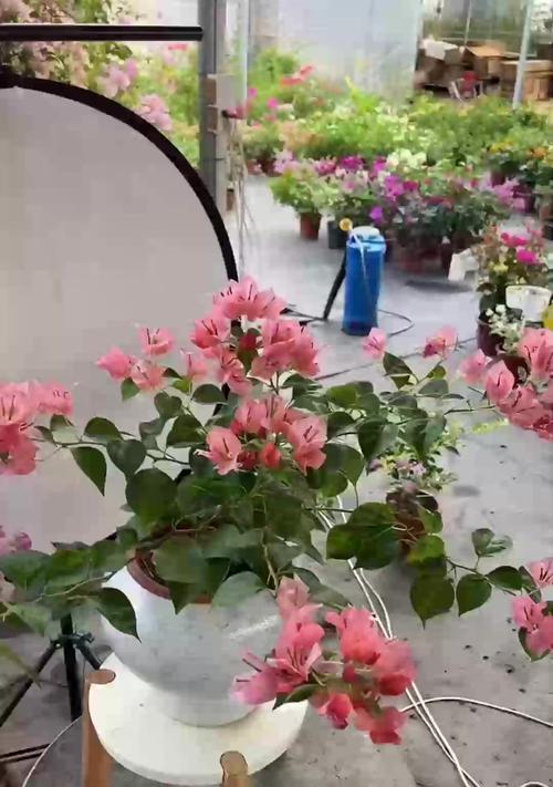 花草是如何生长的？