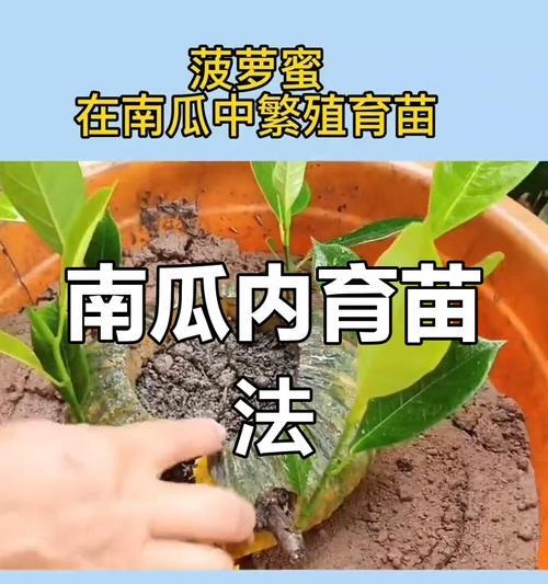 凤梨繁殖的简易方法是什么？