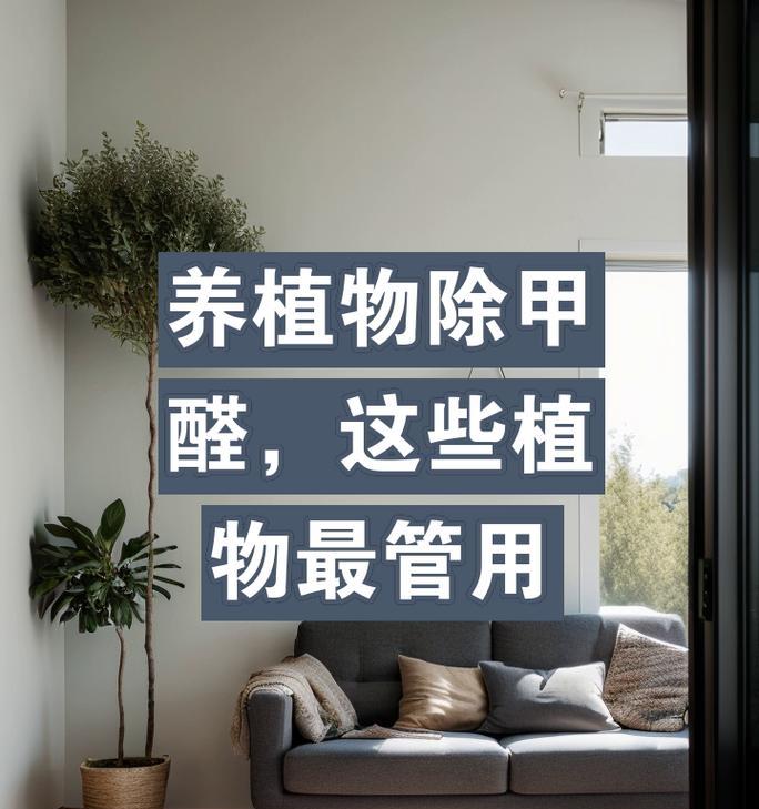 哪些花卉能有效去除甲醛？