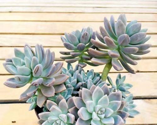 哪些花卉能有效去除甲醛？