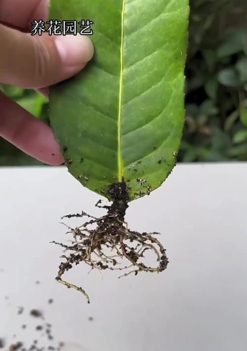 柠檬扦插繁殖的步骤和技巧是什么？