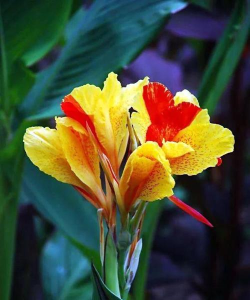 冬天开什么花？有哪些冬季花卉推荐？