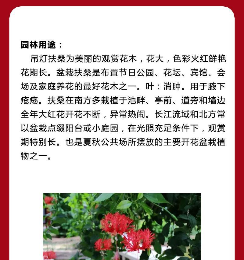 扶桑叶子发黄的补救方法和原因分析是什么？