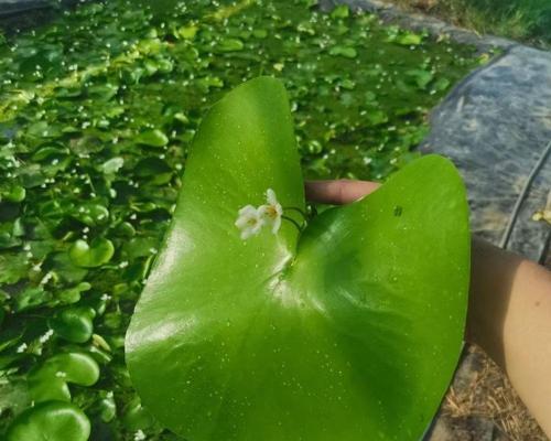 水生植物有哪些？适合室内水族箱的水生植物推荐？