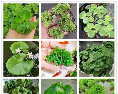 水生植物有哪些？适合室内水族箱的水生植物推荐？