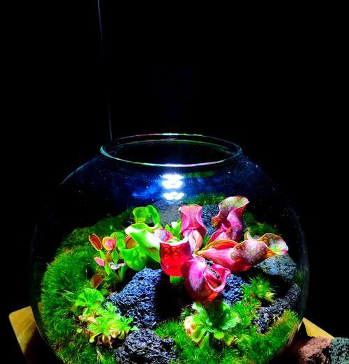 什么苔藓适合室内装饰？苔藓的养护方法是什么？