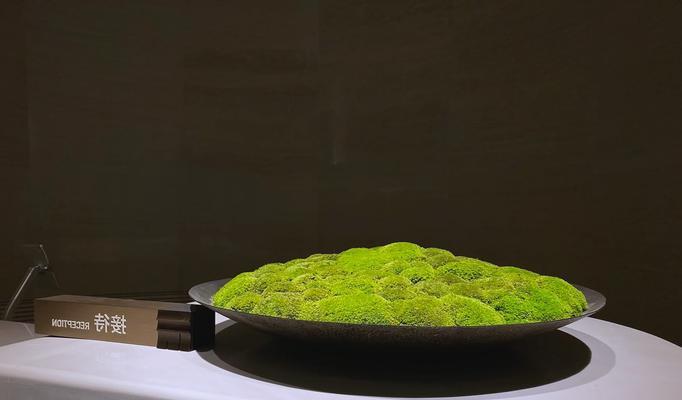 什么苔藓适合室内装饰？苔藓的养护方法是什么？