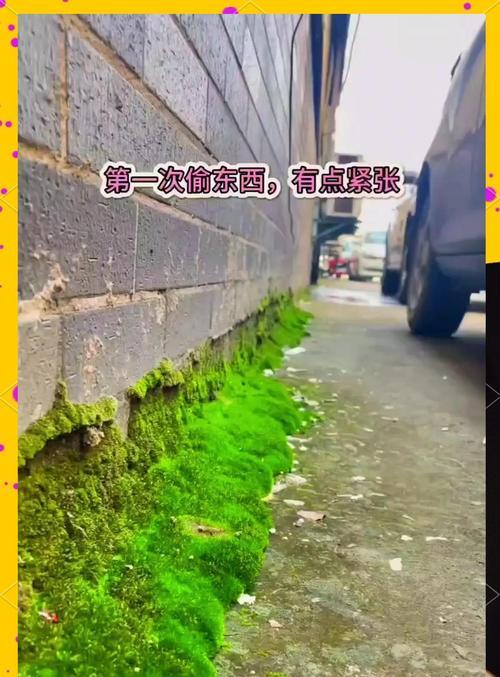 苔藓生长需要哪些条件？如何快速培养苔藓？