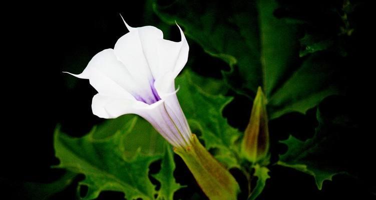 曼陀罗花品种有哪些？曼陀罗花的养护与毒性注意点是什么？