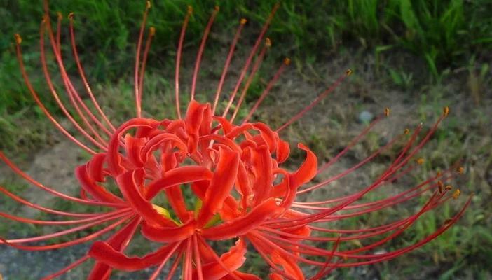 曼陀罗花品种有哪些？曼陀罗花的养护与毒性注意点是什么？