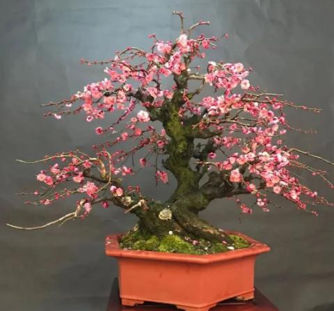 盆栽梅花哪种品种更受欢迎？