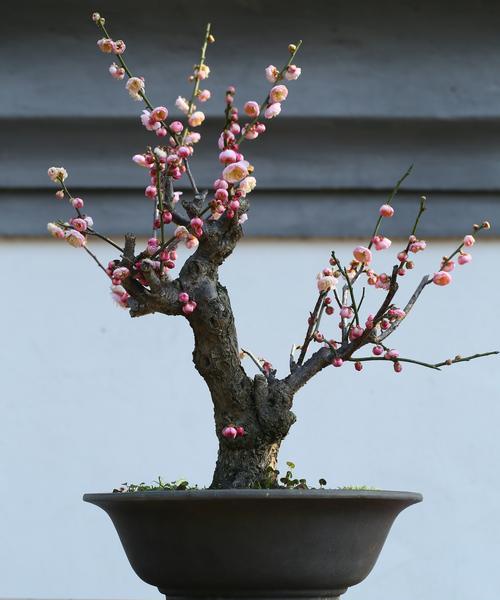 盆栽梅花哪种品种更受欢迎？