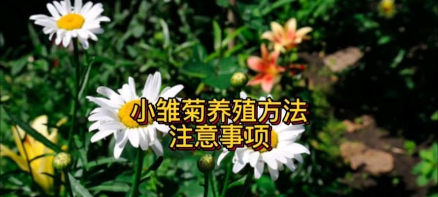 雏菊的养殖技巧和常见问题解答？