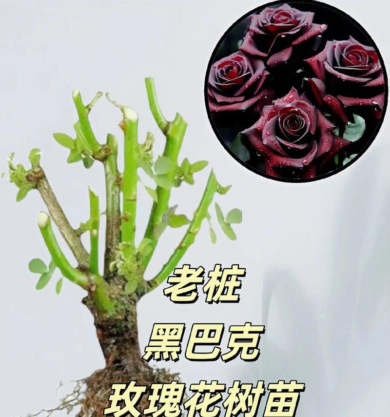 盆栽玫瑰花的养护技巧是什么？